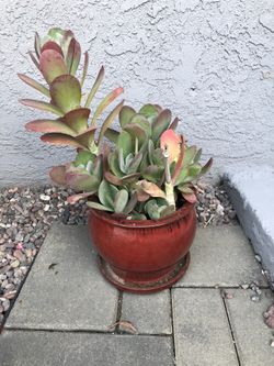 Succulent For Sale