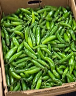 🌴 FRESH BULK PRODUCE SUPPLIER 🌴