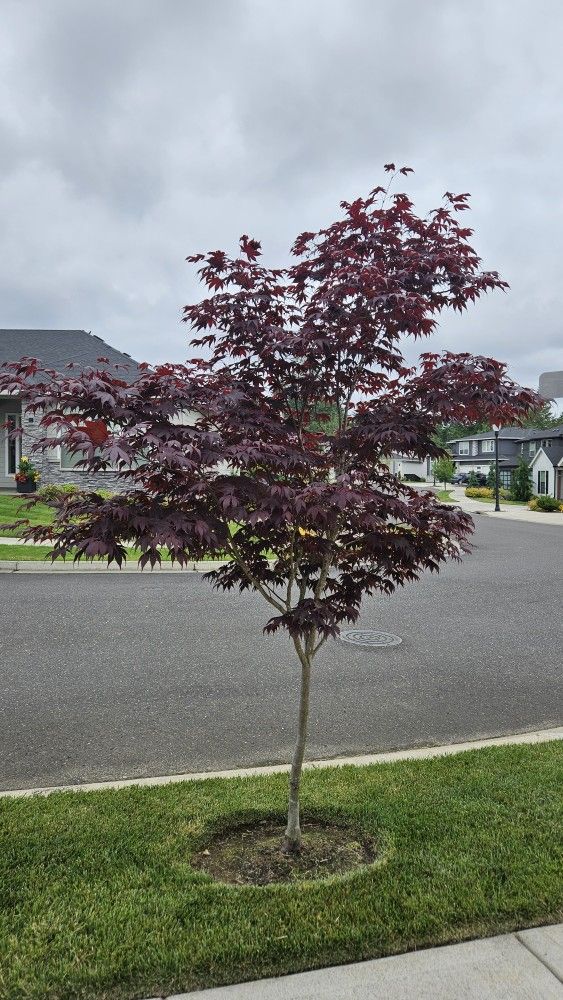 Japanese Maple