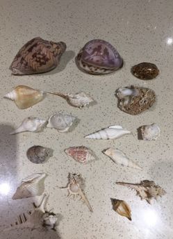 Sea shells 18 pieces