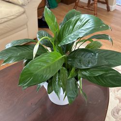 Blooming Peace Lily On Ceramic Pot