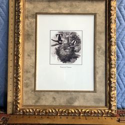 Vintage Art Borcieria Torquata Nicely Framed Under Glass