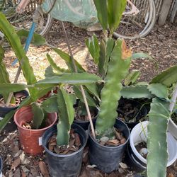 Dragonfruit Potted/rooted Cutting…proven To Fruit In The Valley 