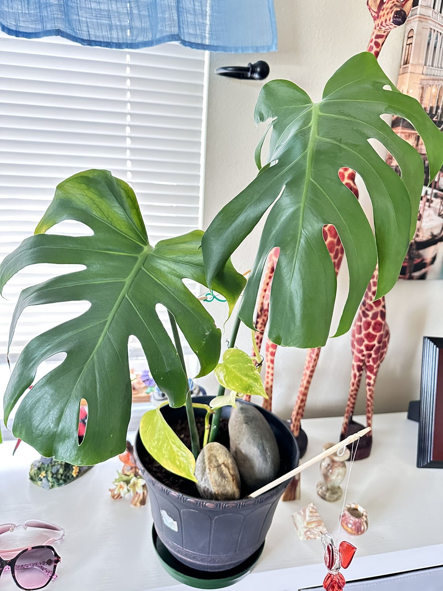 Monstera In A 10” Pot