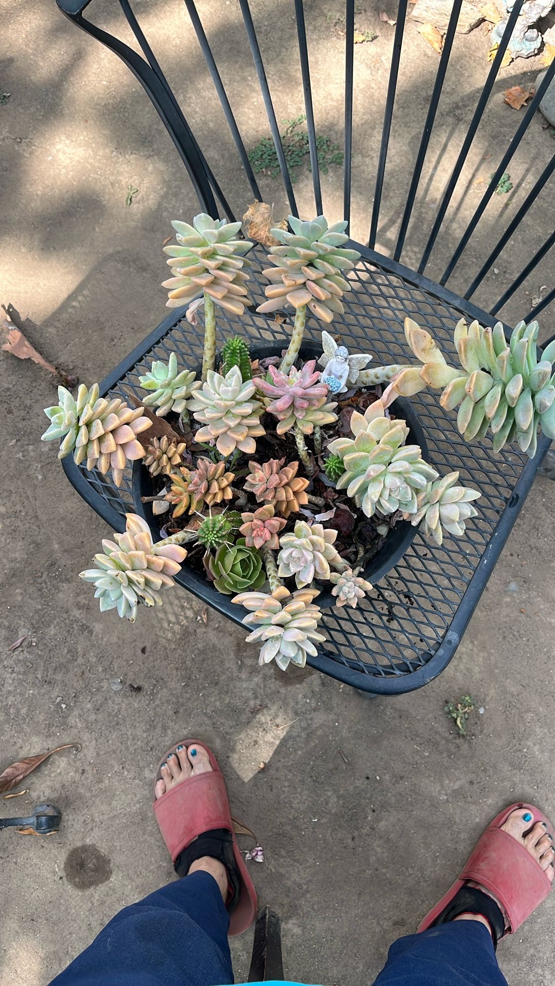 Succulents