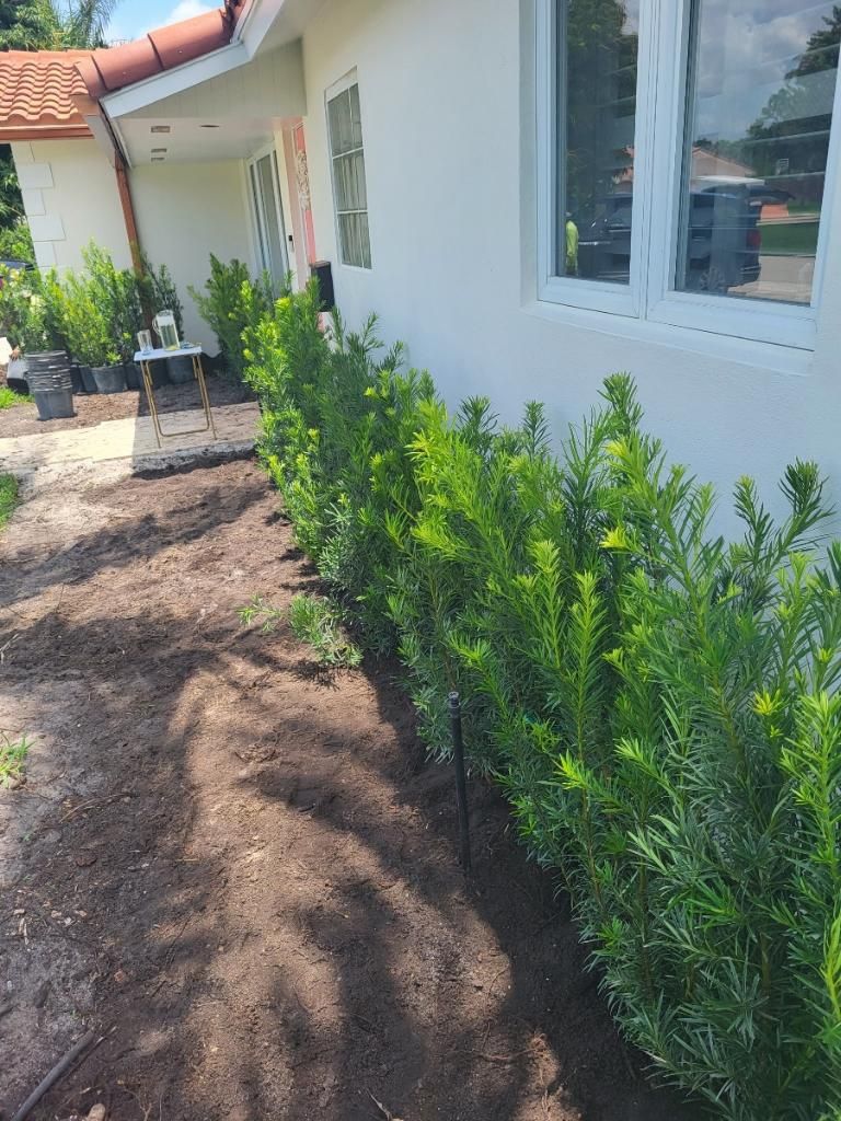 Podocarpus Privacy Plant 15g Full