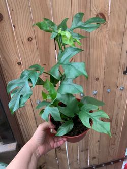 Miny mostera indoor plants