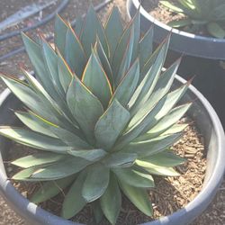 Agave Blue Glow 