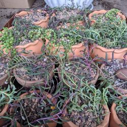 12/19/20 - Give the Gifts They Really Want: These Pots and Plants I Sell