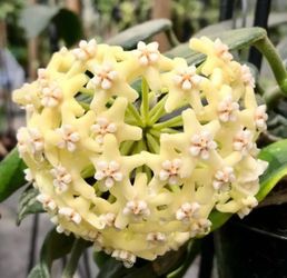 Hoya Globulosa