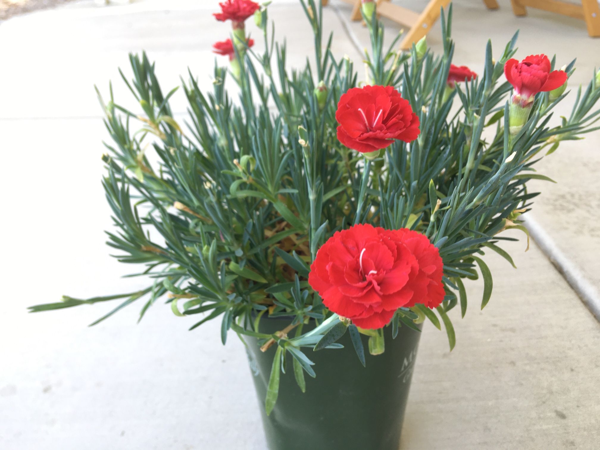 Carnation Plant In 1 Gal Pot