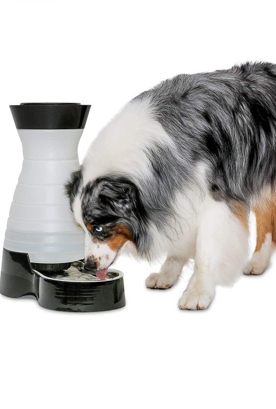 PetSafe Healthy Pet Gravity Food or Water Station, Automatic Dog and Cat Feeder or Water Dispenser, Small, Medium, Large