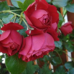 1 Red Romantic Climbing Rose Florintina ArboRose