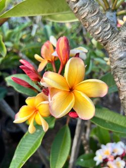Plumeria “ Desert Sunrise “