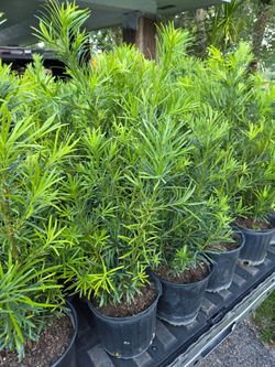 podocarpus Instant Privacy Hedge For Fence Green Full Ready