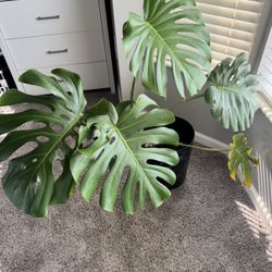 Monstera Plant 