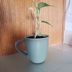 Golden Pothos Plant 🪴