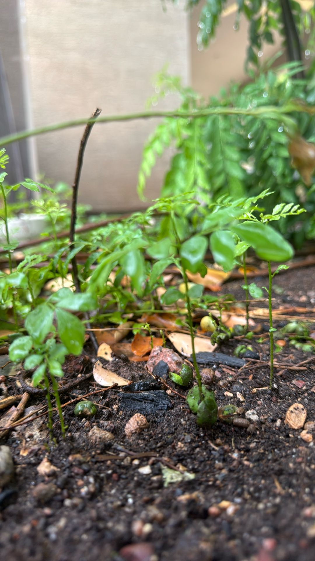 Curry Leaf Plants