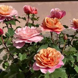 Distant Drums Rose 5 Gallon Own Root