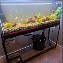 Fish tank 55 inches 