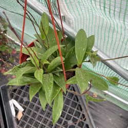 Hoya Pubicalyx Splash | pet safe vining houseplant | 6”