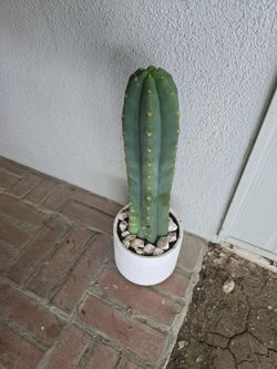 San Pedro Cactus