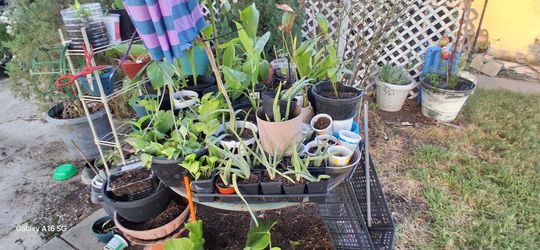 Plants starting from 2 to 10 dallors