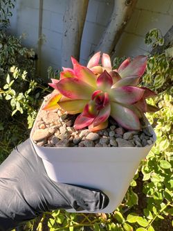 $34 - Flame Mountain Variegated (8 left)