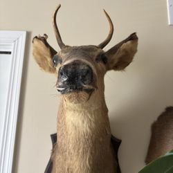 Taxidermy Buck