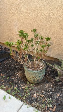 Yellow African Daisy 🌼 with Pot