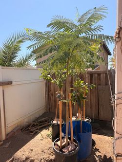 Large Potted Royal poinciana Tree in Container