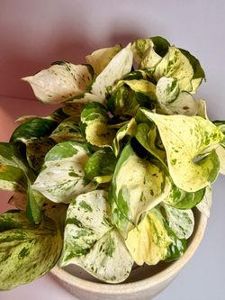 Manjula Pothos Variegated Plant- Full, 5inch