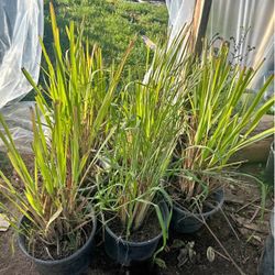 Lemon Grass Plant’s for Sale🍋🌾🪴$10.00Each!! / Te de limon en venta🍋🪴🌾