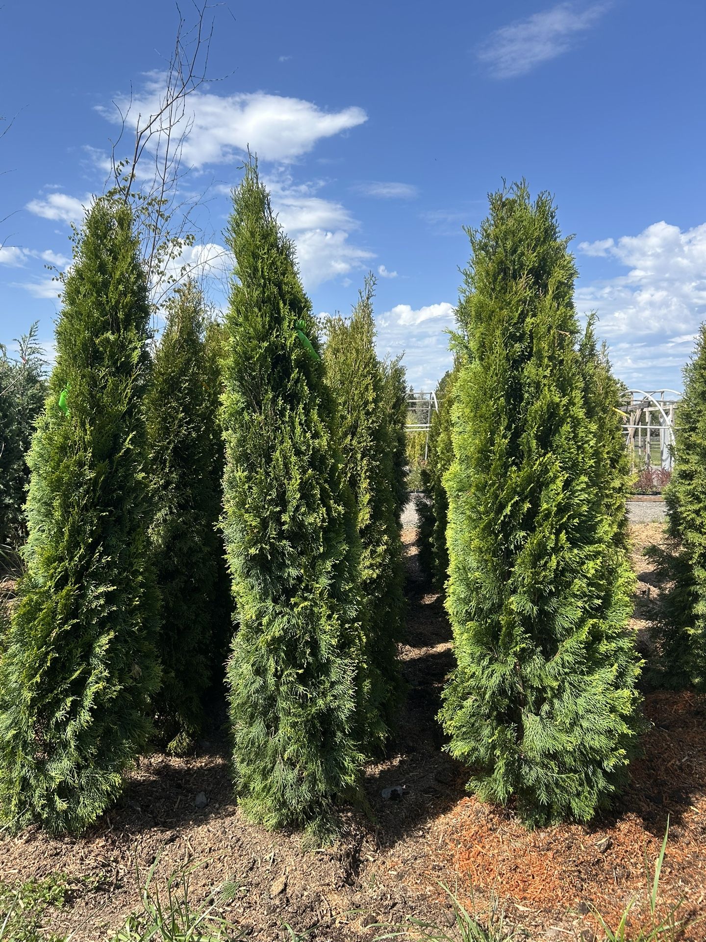 6-7’ Emerald Green Arborvitaes