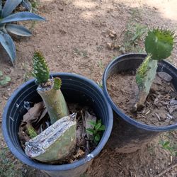 Nopal