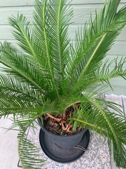 #2- Sago Palm Tree 鐵樹