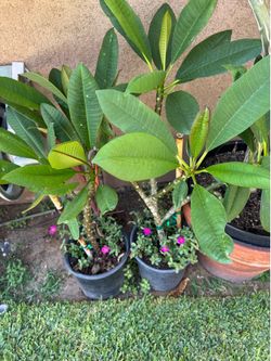 Burgundy red plumeria