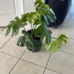 Monstera 3 gallon