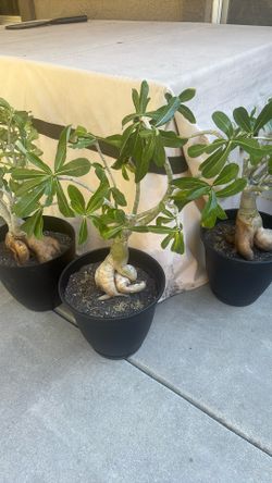Adenium Dessert Rose Exotic Plants-  Rosas Del Desierto