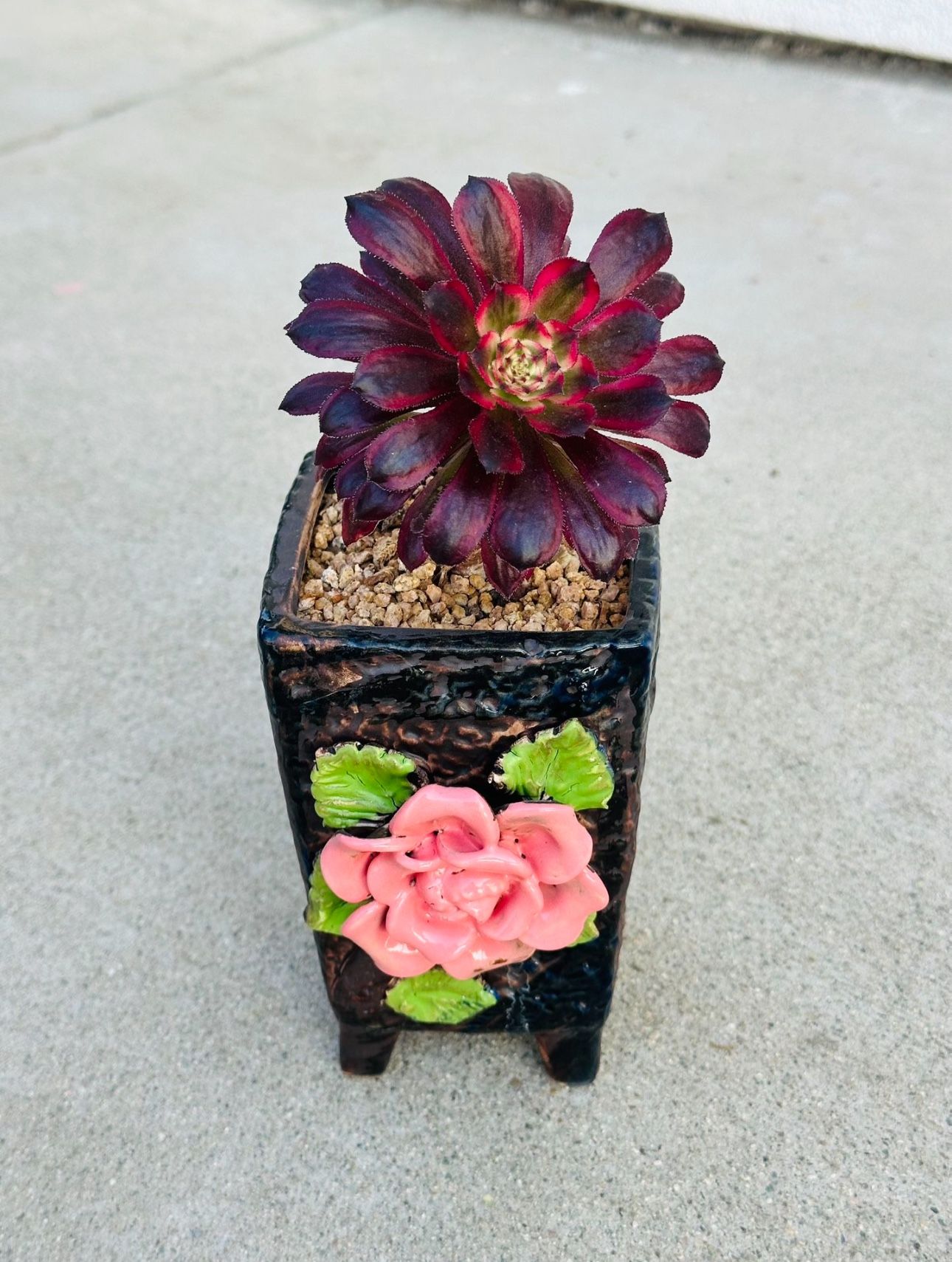 Succulents plants 🪴