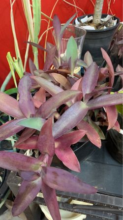 Purple Heart plant with pot