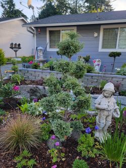 Boulevard cypress pom pom tree