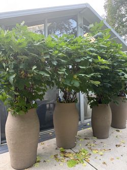Large, Mature, Fruit Producing Fig Trees for Sale!
