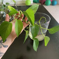 Medium/Large Pothos Plant Rotted In Water 