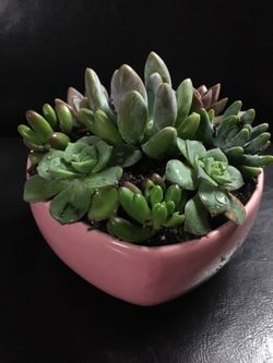 Real live succulents make great gifts