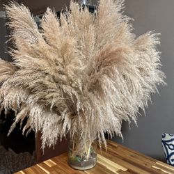 Pampas 
