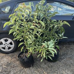 GEM Avocado tree, 5 Gallon, 4’ Tall