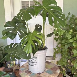 Monstera Plants