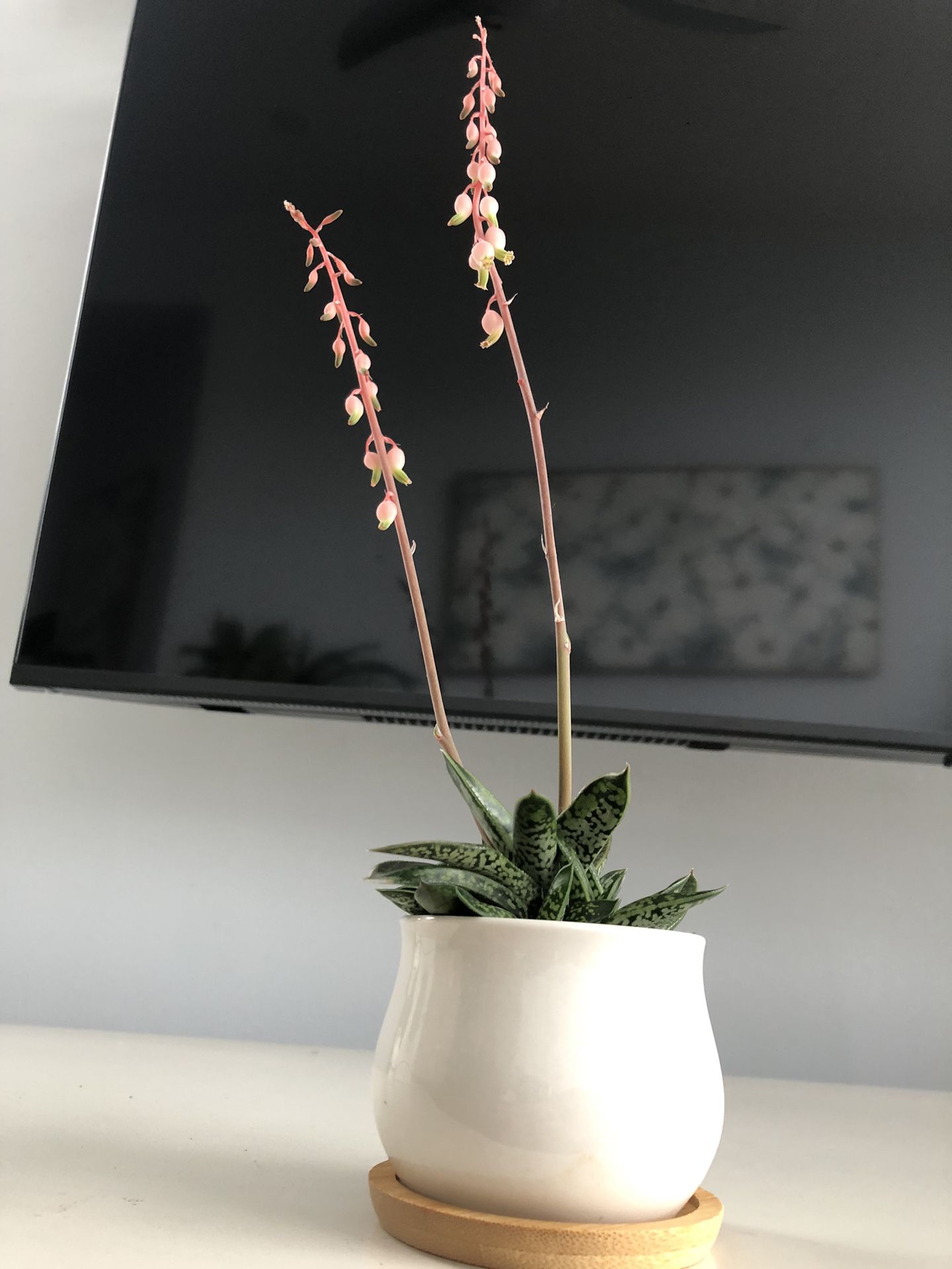 Blooming Succulent (real)