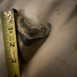 Over 3.5 inch,  perfect edges and full root Megladon tooth